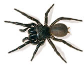 Funnel Web Spider