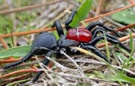 Mouse Spiders