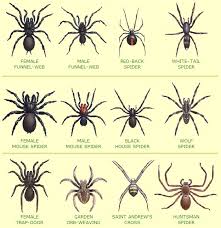 Spiders in Australia