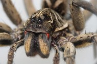 Wolf Spiders