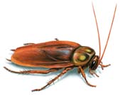 American Cockroach