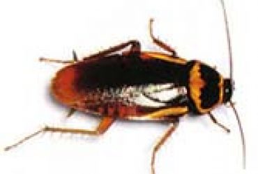 Australian Cockroach