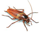 German Cockroach