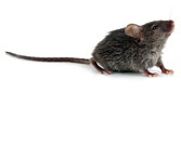 House Mouse