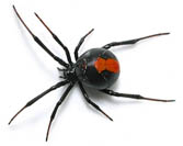 Redback Spider