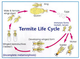 Life Cycle